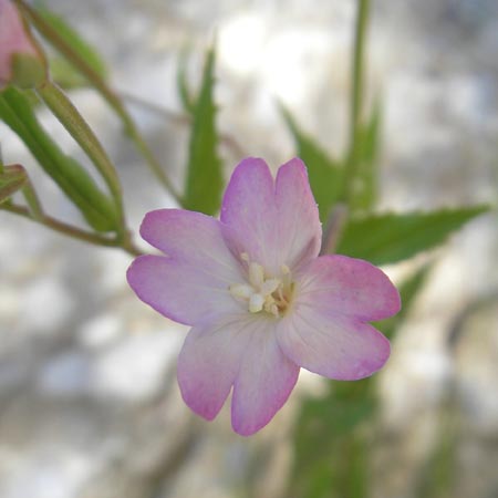 Epilobium montanum \ Berg-Weidenrschen / Broad-Leaved Willowherb, D Immenstadt 21.6.2011