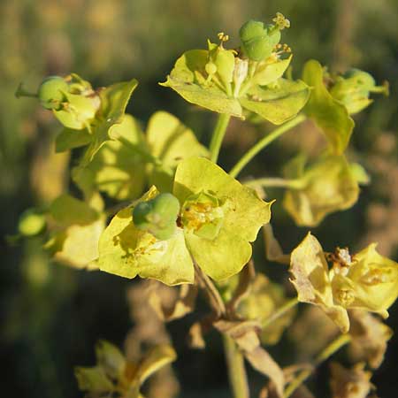 Euphorbia saratoi \ Schein-Ruten-Wolfsmilch / Twiggy Spurge, D Mannheim 4.10.2011