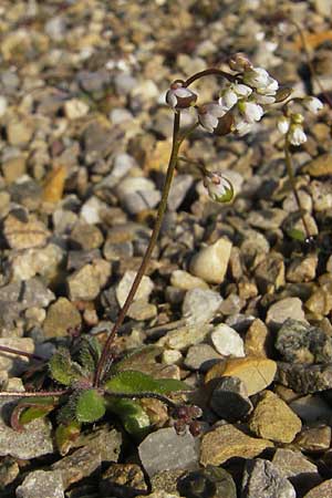 Draba praecox \ Frhes Hungerblmchen / Early Whitlowgrass, D Mannheim 21.3.2012