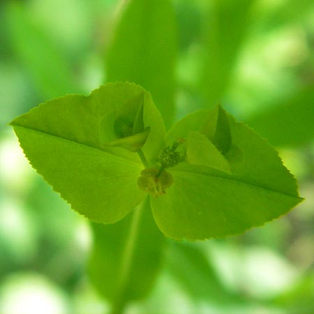 Euphorbia platyphyllos \ Breitblttrige Wolfsmilch, D Ketsch 22.5.2012