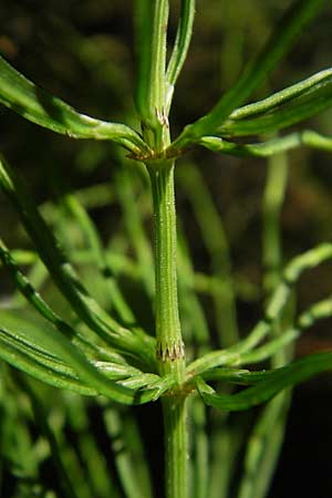 Equisetum pratense \ Wiesen-Schachtelhalm, D Blankenau bei Fulda 30.5.2012