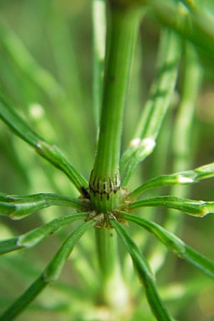 Equisetum pratense \ Wiesen-Schachtelhalm / Shady Horsetail, D Blankenau bei/near Fulda 30.5.2012