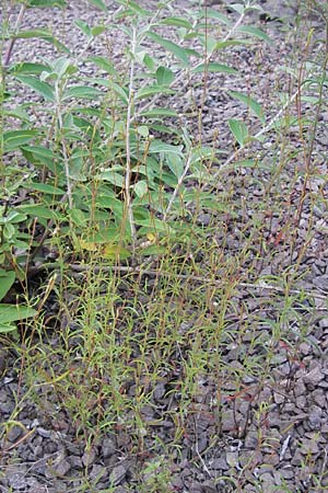 Epilobium brachycarpum \ Kurzfrchtiges Weidenrschen / Panicled Willowherb, Tall Annual Willowherb, D Ludwigshafen 4.7.2012