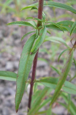 Epilobium brachycarpum \ Kurzfrchtiges Weidenrschen / Panicled Willowherb, Tall Annual Willowherb, D Ludwigshafen 4.7.2012