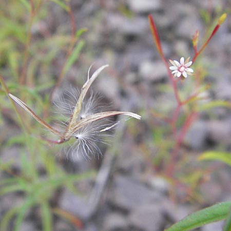 Epilobium brachycarpum \ Kurzfrchtiges Weidenrschen, D Ludwigshafen 4.7.2012