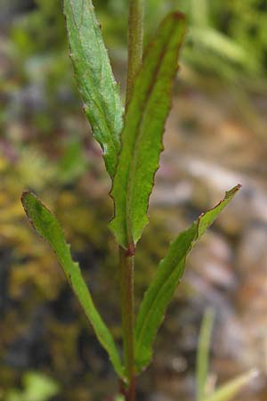 Epilobium tetragonum \ Vierkantiges Weidenrschen, D Schwarzwald, Reichental 7.7.2012