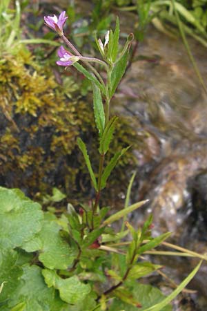 Epilobium tetragonum \ Vierkantiges Weidenrschen / Square-Stalked Willowherb, D Schwarzwald/Black-Forest, Reichental 7.7.2012