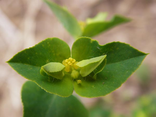 Euphorbia platyphyllos \ Breitblttrige Wolfsmilch / Broad-Leaved Spurge, D Wiesloch 11.9.2012