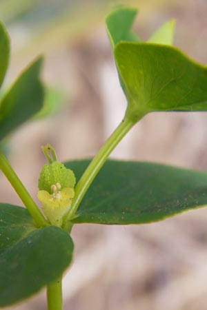 Euphorbia platyphyllos \ Breitblttrige Wolfsmilch / Broad-Leaved Spurge, D Wiesloch 11.9.2012