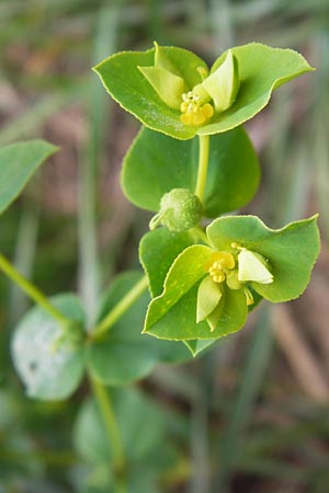 Euphorbia platyphyllos \ Breitblttrige Wolfsmilch / Broad-Leaved Spurge, D Wiesloch 11.9.2012