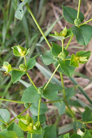 Euphorbia platyphyllos \ Breitblttrige Wolfsmilch, D Wiesloch 11.9.2012