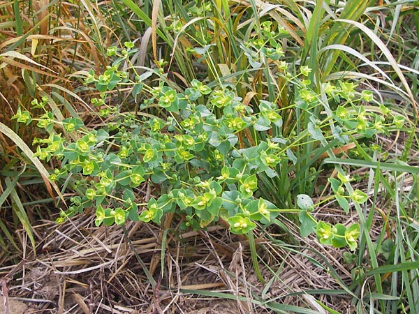 Euphorbia platyphyllos \ Breitblttrige Wolfsmilch / Broad-Leaved Spurge, D Wiesloch 11.9.2012
