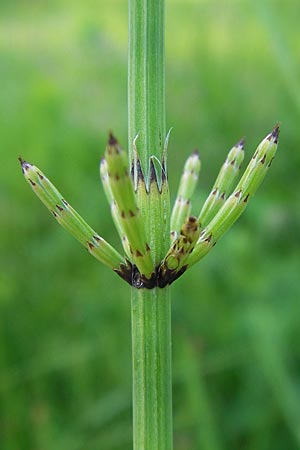 Equisetum palustre \ Sumpf-Schachtelhalm, Duwock / Marsh Horsetail, D Odenwald, Oberabtsteinach 8.7.2013