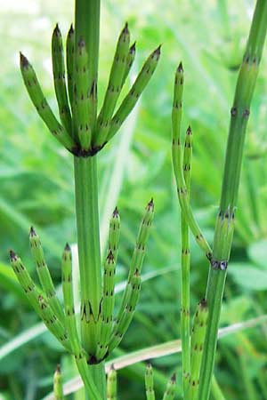 Equisetum palustre \ Sumpf-Schachtelhalm, Duwock, D Odenwald, Oberabtsteinach 8.7.2013