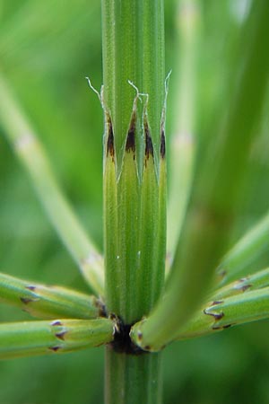 Equisetum palustre \ Sumpf-Schachtelhalm, Duwock, D Odenwald, Oberabtsteinach 8.7.2013