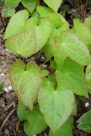 Epimedium perralderianum \ Algerische Sockenblume / Barren-Wort, D Frankfurt-Hausen 9.4.2014