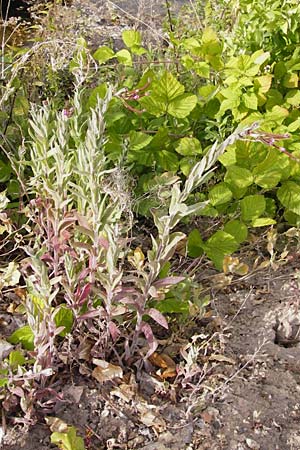 Epilobium parviflorum \ Kleinbltiges Weidenrschen / Hoary Willowherb, Small-Flowered Willowherb, D Gimbsheim 23.6.2014