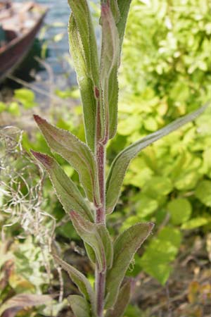 Epilobium parviflorum \ Kleinbltiges Weidenrschen / Hoary Willowherb, Small-Flowered Willowherb, D Gimbsheim 23.6.2014