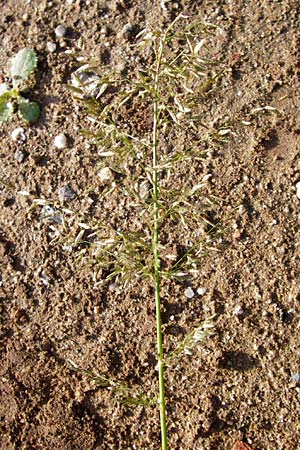 Eragrostis minor \ Kleines Liebesgras, D Reilingen 18.8.2014