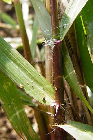 Eragrostis minor \ Kleines Liebesgras, D Reilingen 18.8.2014