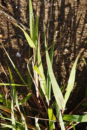 Eragrostis minor \ Kleines Liebesgras, D Reilingen 18.8.2014