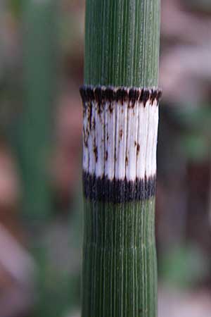 Equisetum hyemale \ Winter-Schachtelhalm / Rough Horsetail, Dutch Rush, D Hambrücken 29.3.2008