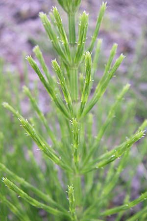 Equisetum arvense \ Acker-Schachtelhalm, Zinnkraut / Field Horsetail, D Karlsruhe 2.5.2008