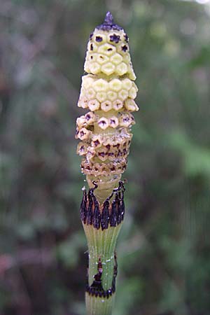 Equisetum hyemale \ Winter-Schachtelhalm / Rough Horsetail, Dutch Rush, D Karlsruhe Fritschlach 26.7.2008