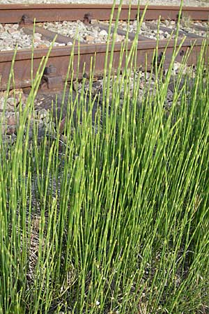 Equisetum ramosissimum \ stiger Schachtelhalm / Branched Horsetail, D Mannheim 6.5.2009