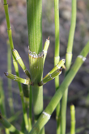 Equisetum ramosissimum \ stiger Schachtelhalm, D Mannheim 6.5.2009