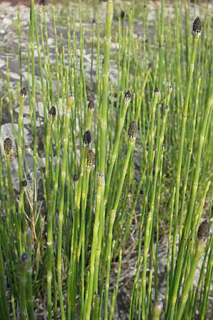 Equisetum ramosissimum \ stiger Schachtelhalm, D Mannheim 6.5.2009