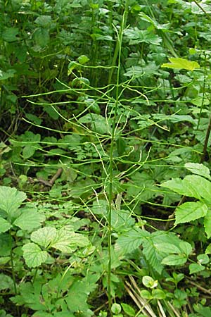 Equisetum arvense \ Acker-Schachtelhalm, Zinnkraut, D Mannheim 19.5.2009