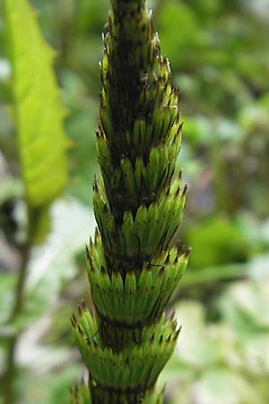 Equisetum telmateia \ Riesen-Schachtelhalm / Great Horsetail, D Kempten 22.5.2009