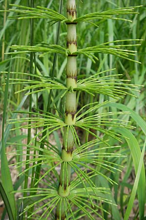 Equisetum telmateia \ Riesen-Schachtelhalm, D Günzburg 22.5.2009