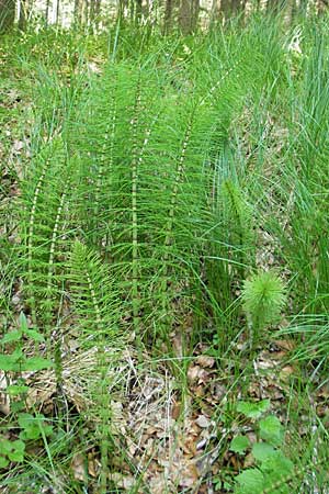 Equisetum telmateia \ Riesen-Schachtelhalm / Great Horsetail, D Günzburg 22.5.2009