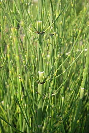 Equisetum ramosissimum \ stiger Schachtelhalm, D Mannheim 2.7.2009