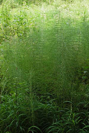 Equisetum telmateia \ Riesen-Schachtelhalm / Great Horsetail, D Hemsbach 8.7.2009