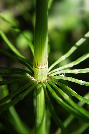 Equisetum pratense \ Wiesen-Schachtelhalm, D Wutach - Schlucht 12.6.2011