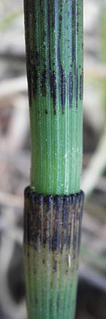 Equisetum x geissertii \ Geisserts Schachtelhalm, D Au am Rhein 30.6.2013