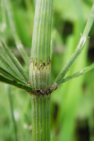 Equisetum x litorale / Hybrid Horsetail, D Hemsbach 27.5.2014