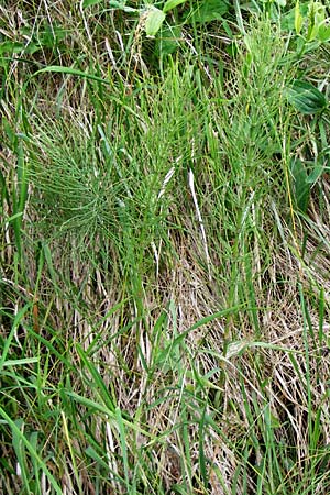 Equisetum x litorale \ Ufer-Schachtelhalm, D Hemsbach 27.5.2014