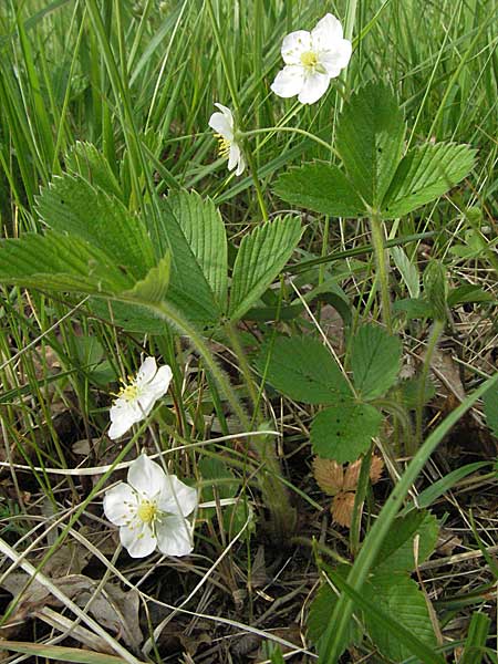 Fragaria viridis \ Knack-Erdbeere, Hgel-Erdbeere, D Ketsch 4.5.2006