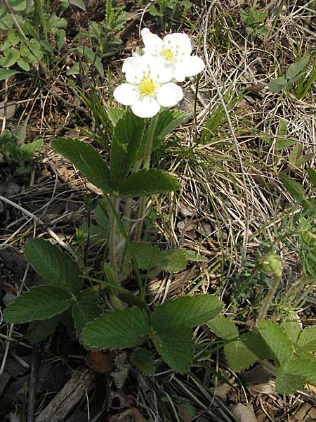 Fragaria viridis \ Knack-Erdbeere, Hgel-Erdbeere / Green Strawberry, D Werbach 6.5.2006