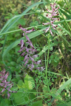 Fumaria officinalis \ Echter Erdrauch / Common Fumitory, D Bruchsal 7.5.2006