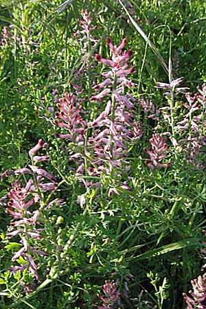 Fumaria officinalis \ Echter Erdrauch / Common Fumitory, D Bruchsal 11.5.2006