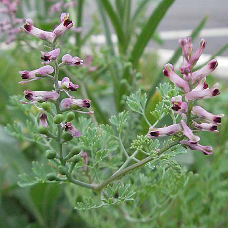 Fumaria officinalis \ Echter Erdrauch, D Mannheim 18.5.2006