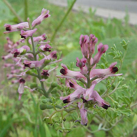 Fumaria officinalis \ Echter Erdrauch, D Mannheim 18.5.2006