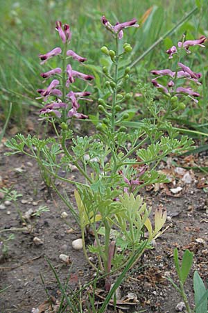 Fumaria officinalis \ Echter Erdrauch, D Mannheim 18.5.2006