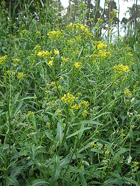 Rorippa austriaca \ Österreicher Sumpfkresse / Austrian Yellow-Cress, D Viernheim 24.5.2006