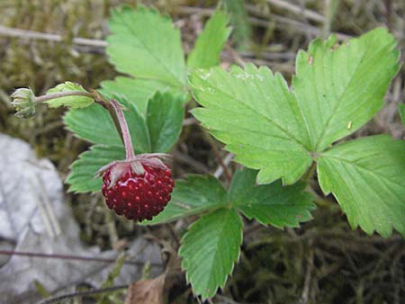 Fragaria vesca \ Wald-Erdbeere / Wild Strawberry, D Mannheim 22.6.2006